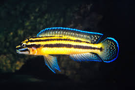 Tropical ornamental fish & plants - Image 8