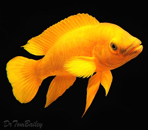 Tropical ornamental fish & plants - Image 7