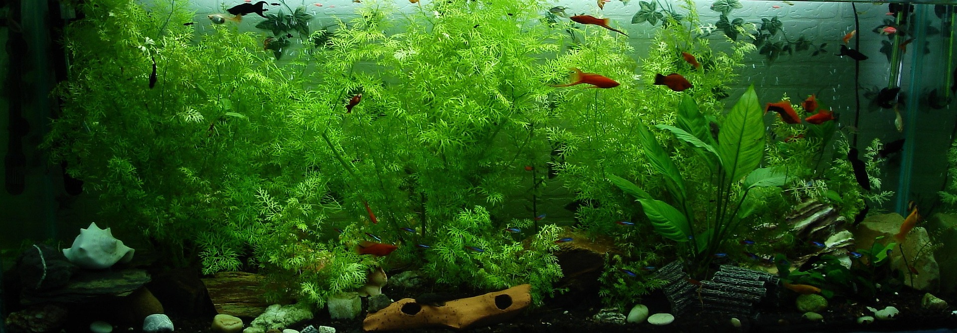 Tropical ornamental fish & plants