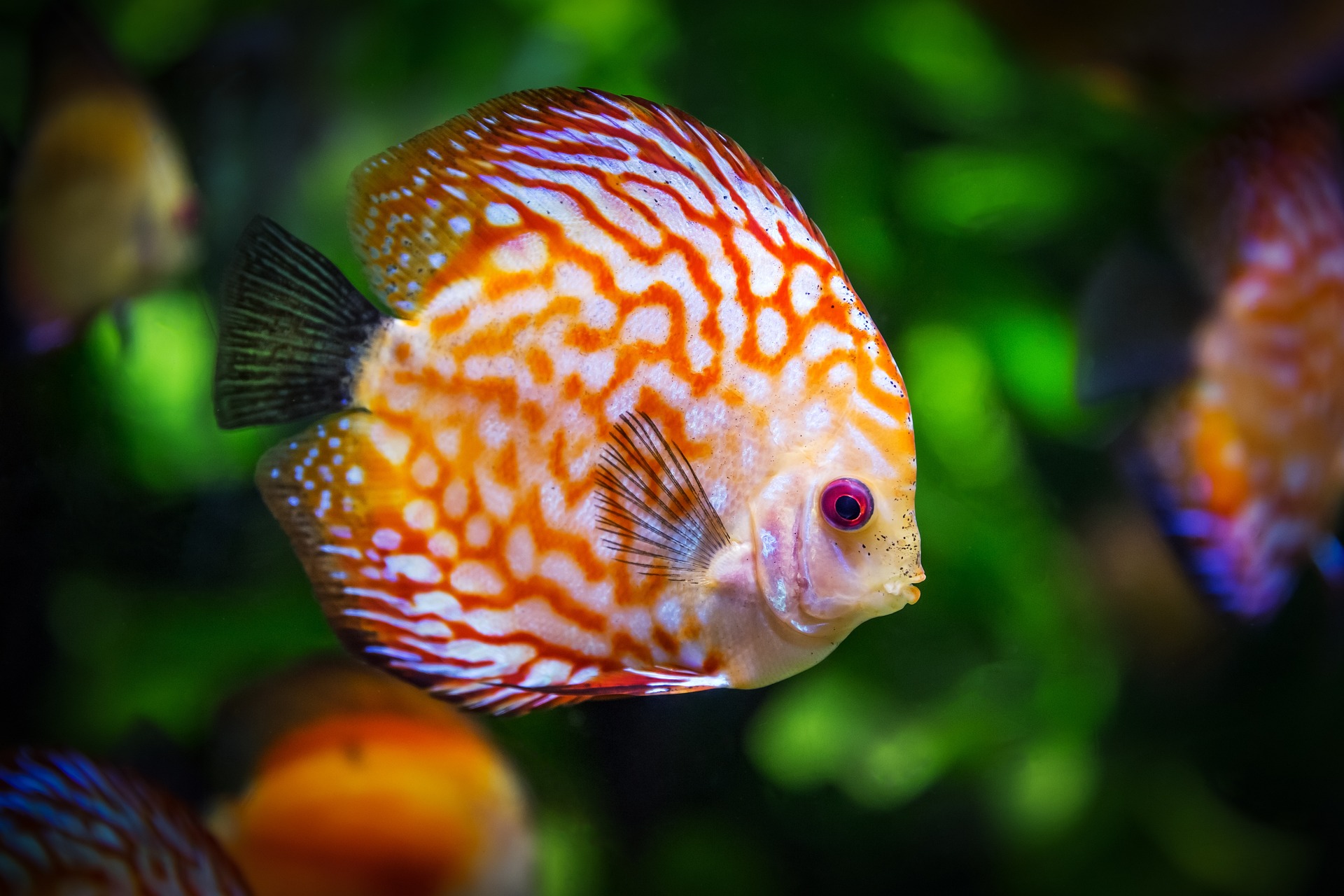Tropical ornamental fish & plants - Image 3