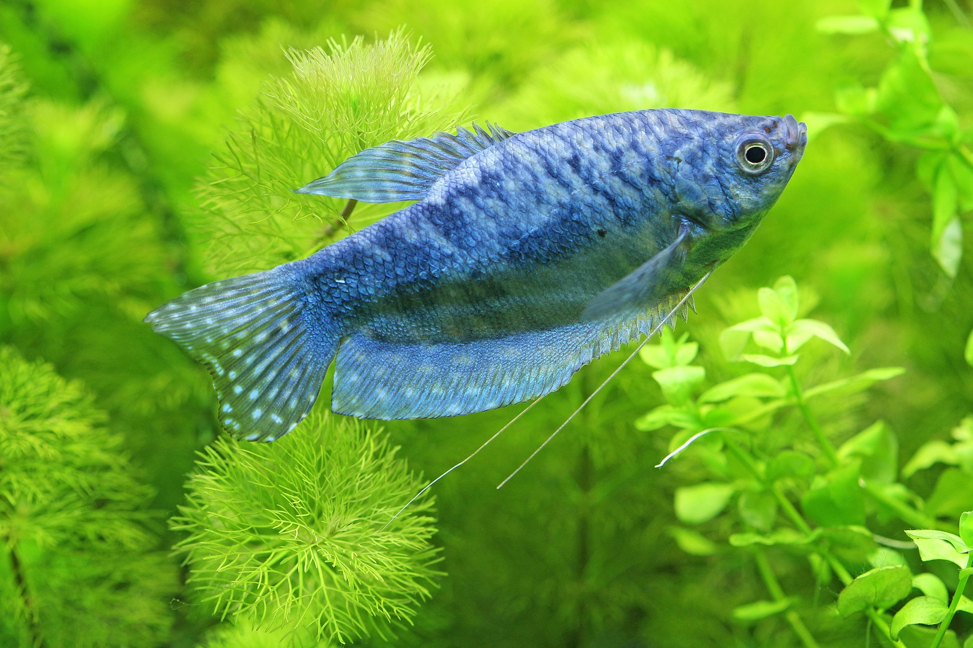 Tropical ornamental fish & plants - Image 4