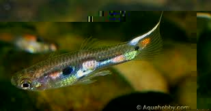Poecilia reticulata (Guppy wild)